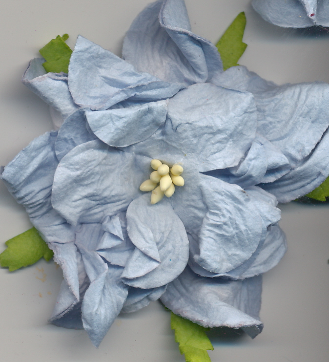 Large Curly Gardenia - pale blue 2.5" Large Curly Gardenia - pale blue 2.5"