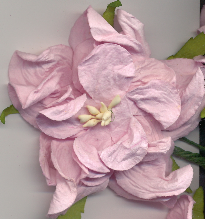 Large Curly Gardenia - baby pink 2.5" Large Curly Gardenia - baby pink 2.5"
