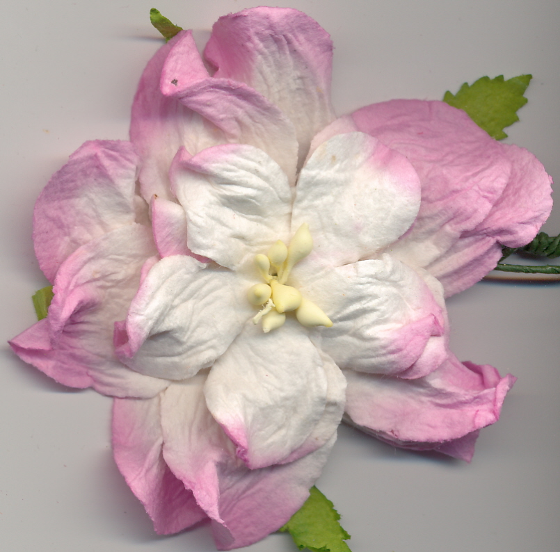 Large Curly Gardenia - pale pink 2tone 2.5" Large Curly Gardenia - pale pink 2tone 2.5"