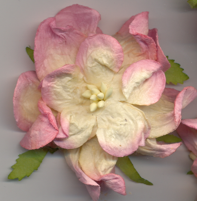 Large Curly Gardenia - cream/pink 2tone 2.5" Large Curly Gardenia - cream/pink 2tone 2.5"