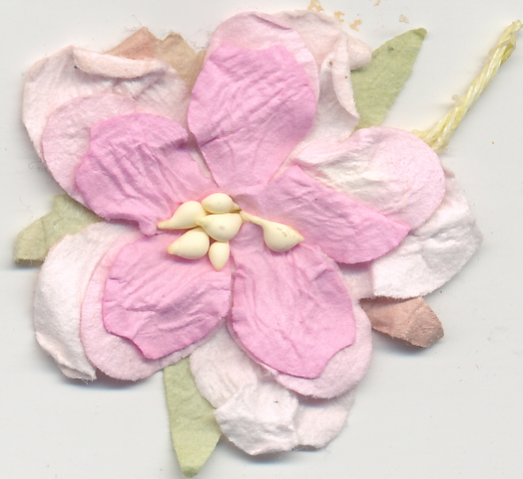 Medium Curly Gardenia - pink/white - 6 pack Medium Curly Gardenia - pink/white - 6 pack