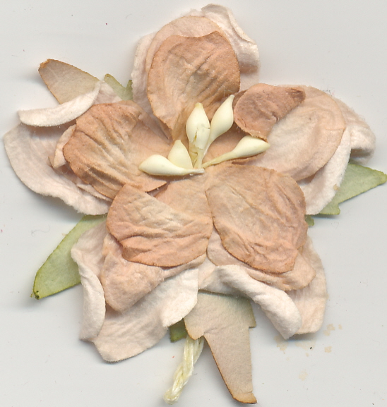 Medium Curly Gardenia - brown/cream - 6 pack Medium Curly Gardenia - brown/cream - 6 pack